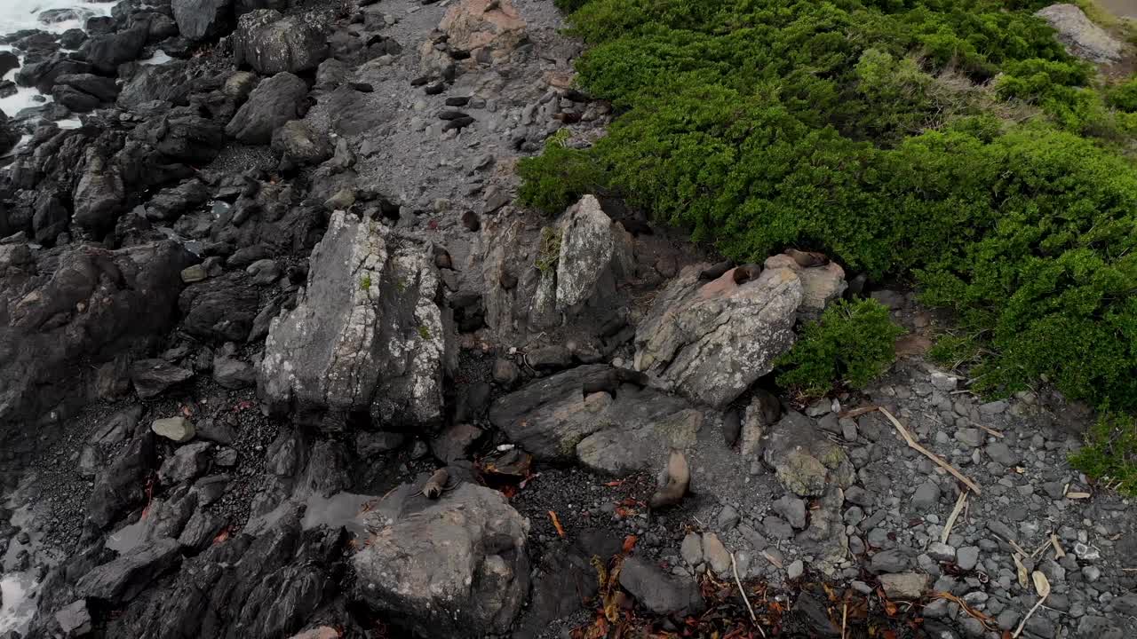 Cuccioli di foca orsina che giocano su una spiaggia rocciosa