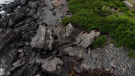 Fur-Seals-pups-playing-on-rocky-beach