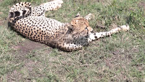 hembra de guepardo descansando en un parche de hierba en kenia después de una carrera de caza, primer plano