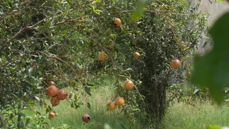 pomegranate tree plantation in season picking