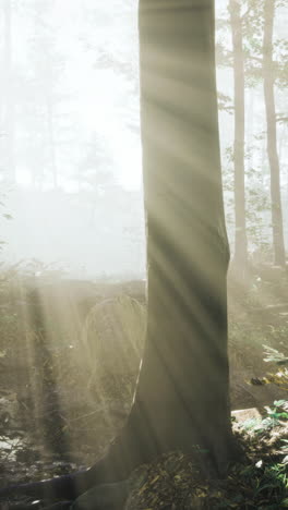 Sunlight filters through trees illuminating a serene forest landscape