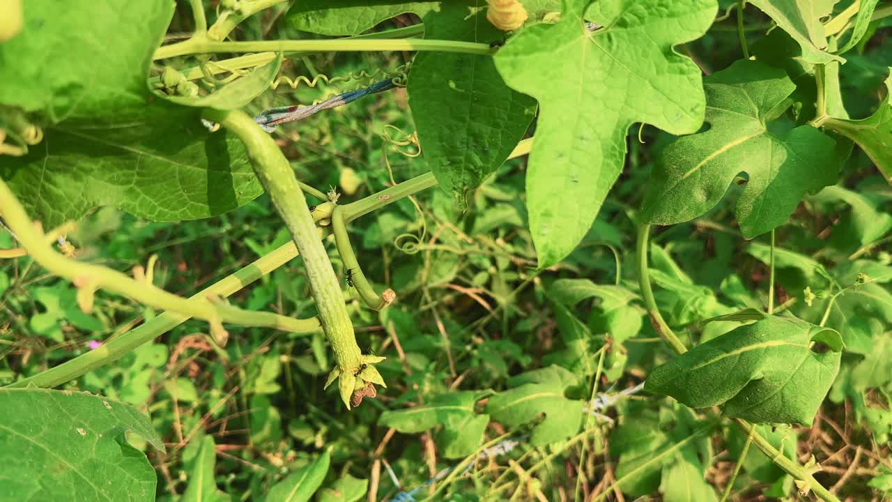 Close-up of Luffa cylindrica, the sponge gourd, hanging from its vine surrounded by green leaves and tendrils under warm sunlight. A natural agricultural scene showing growth and freshness in nature