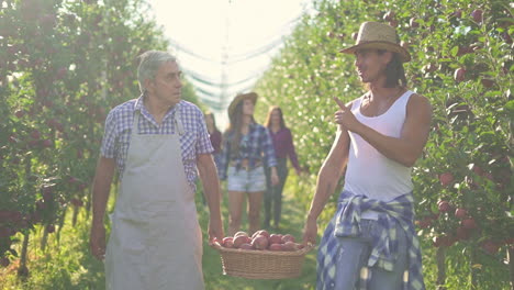 farmers harvesting apples in a sunny orchard