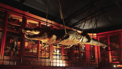 taxidermied crocodile in a museum