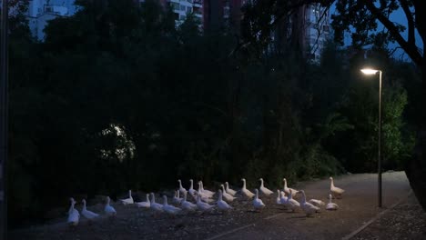 illuminated by streetlights, wild white ducks rest by the pisuerga river and roadside at night in valladolid, spain