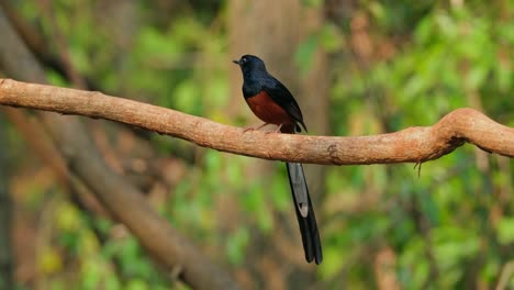 Blick-Nach-Links,-Während-Er-Auf-Einer-Rebe-Sitzt,-Springt-Dann-Nach-Hinten,-Um-Wegzufliegen,-Weißbürzel-Shama-Copsychus-Malabaricus-Percher,-Thailand