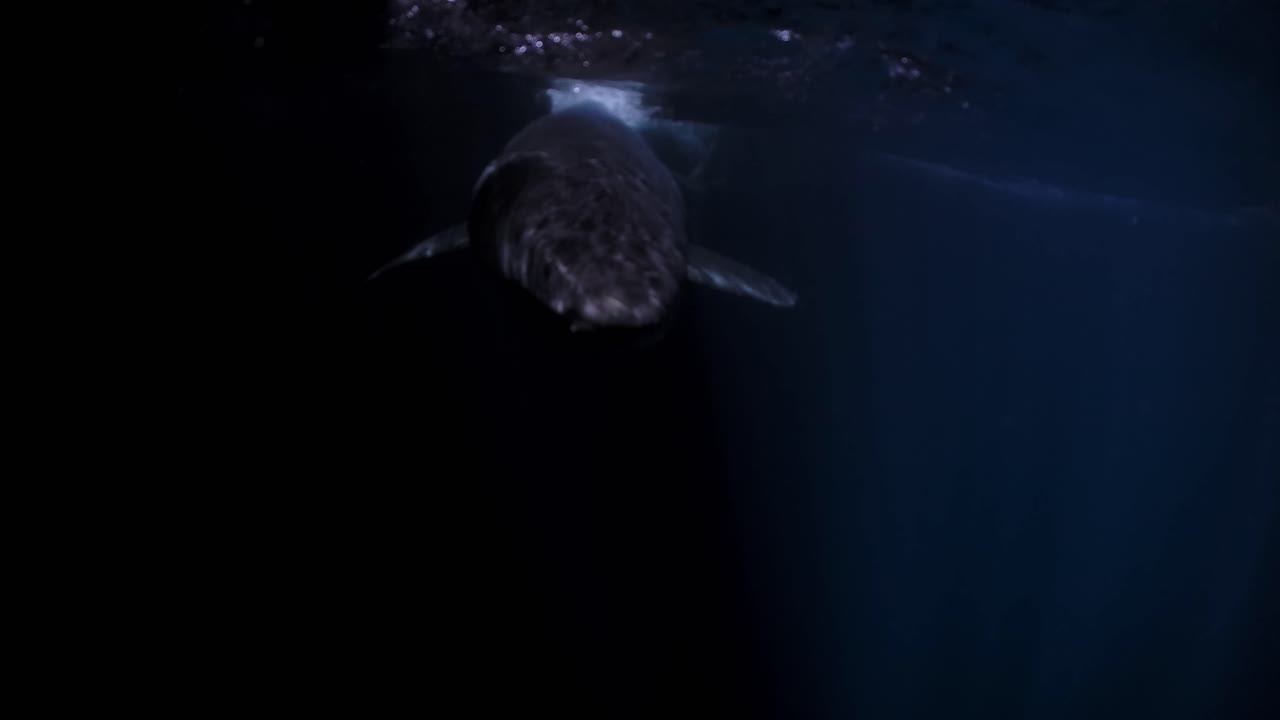 밤 해왕성 섬 사우스 오스트레일리아 4k 75fps의 백상아리