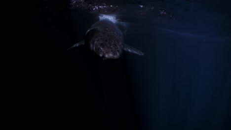 great white shark at night neptune islands south australia 4k 75fps