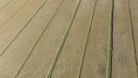 Paso-Elevado-Bajo-Sobre-Un-Gran-Campo-Dorado-De-Avena-Que-Crece-En-Dinamarca