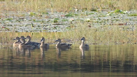 Pfeifende-Enten-Im-Teichgebiet-Wasser---Schwimmen