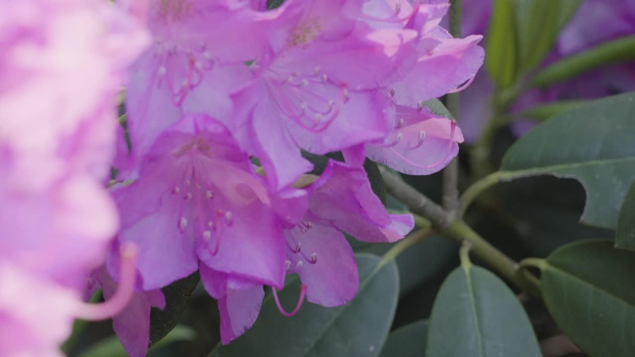 una abeja zumba y poliniza