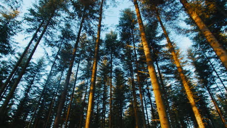 High angle view of rotating pine trees in the forest against blue sky with sun light