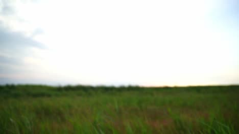 shot through tall grass on the flat empty land in northern germany