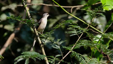 an ashy minivet pericrocotus divaricatus perching on a tiny twig and flies down back into the forest of khao yai national park in nakhon ratchasima province in thailand