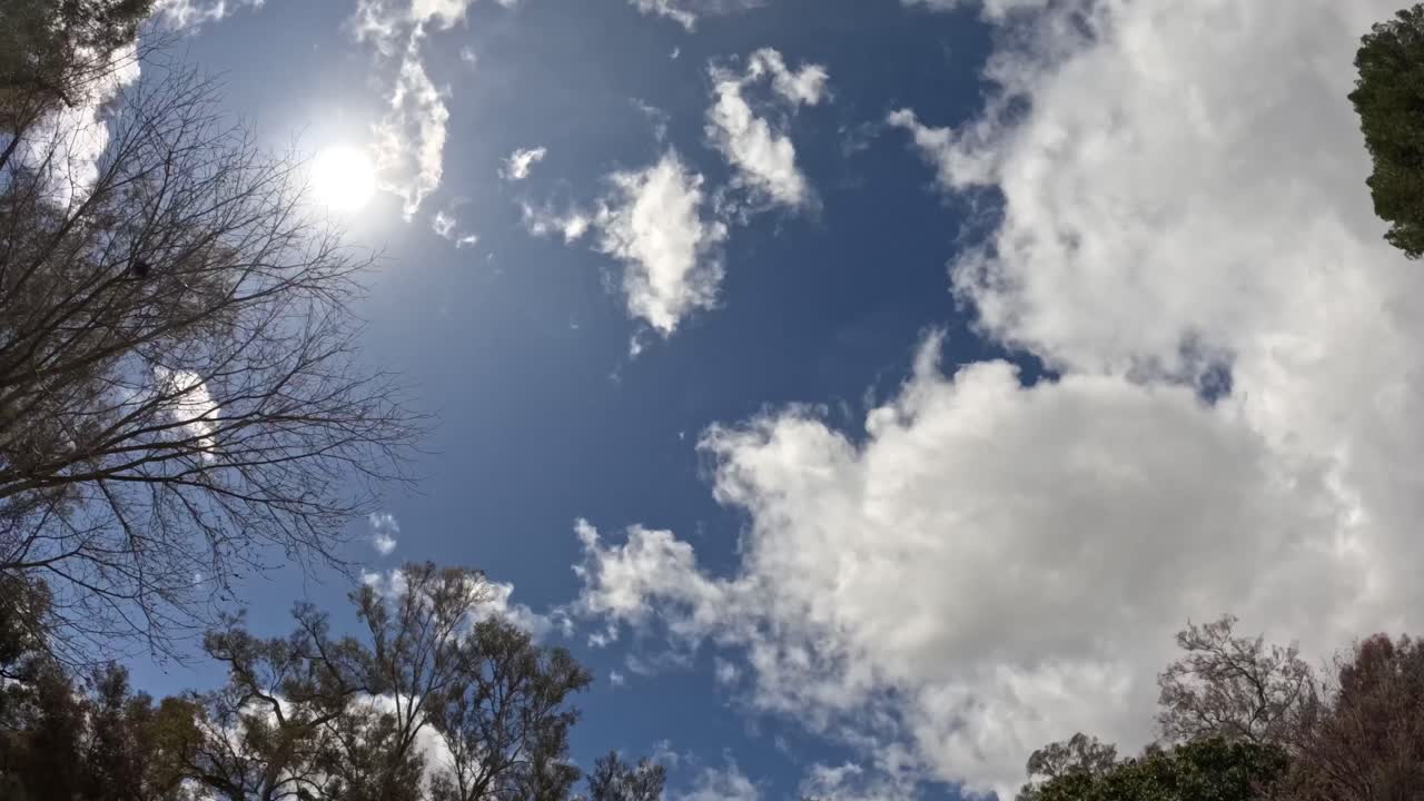 Stormy clouds drift past towering trees as rays of sunlight break through, creating a moody and atmospheric forest sky scene.