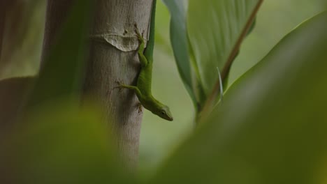 Leopard-Anole-Endemic-To-The-Islands-of-Guadeloupe,-In-The-Caribbean-Lesser-Antilles