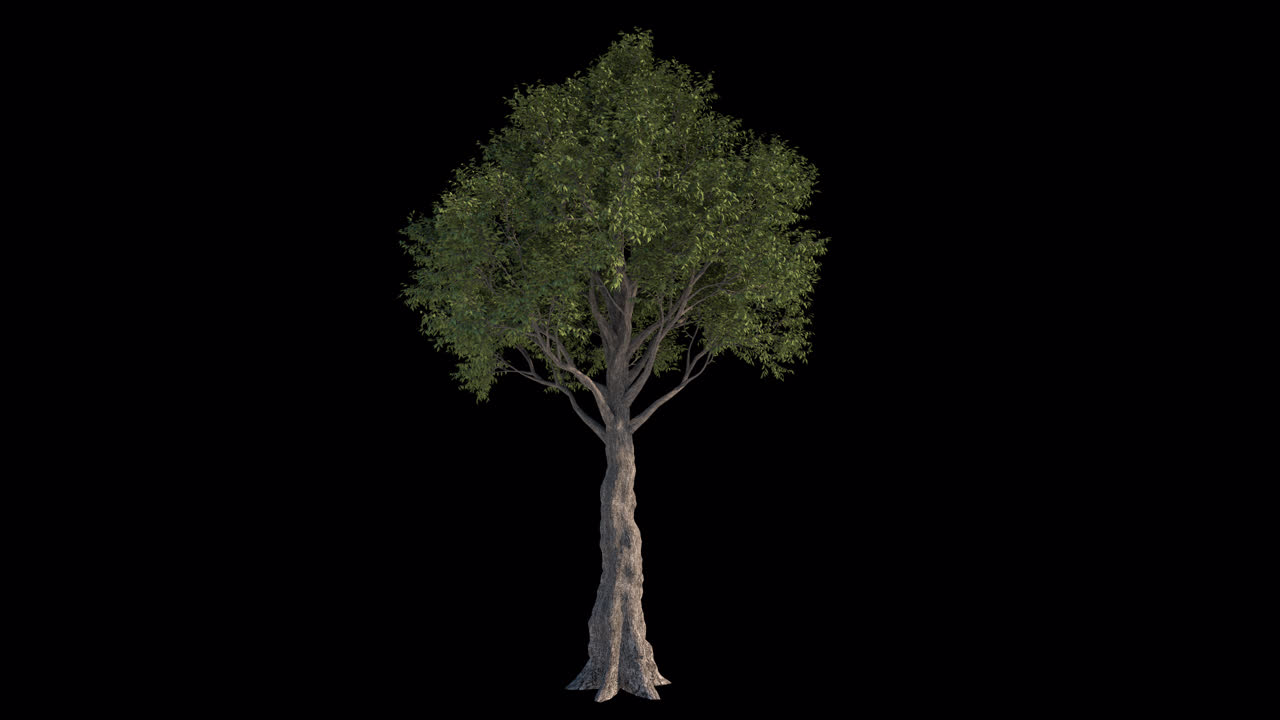 Albero verde frondoso isolato su sfondo nero