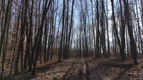 Caminando-Por-Un-Camino-Forestal,-A-Principios-De-La-Temporada-De-Primavera