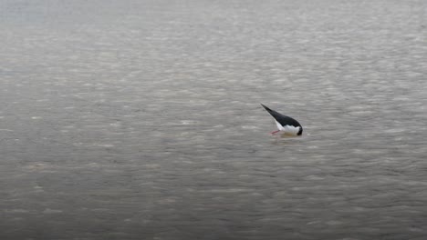 pied stilt bird in an inlet