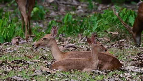 Der-Eldhirsch-Ist-Aufgrund-Von-Lebensraumverlust-Und-Jagd-Eine-Vom-Aussterben-Bedrohte-Art