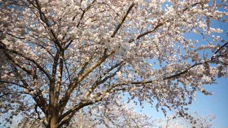 a dynamic low angle footage of a cherry tree with white blossoms