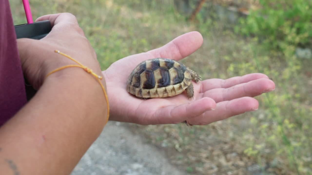 Close up on caucasian woman's hands, holding a baby leopard tortoise, slow motion