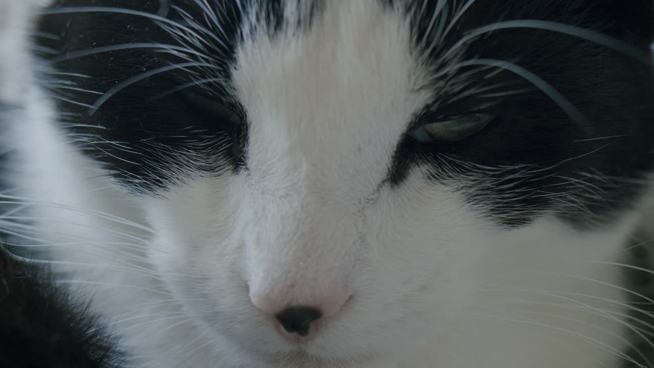 프로파일 클로즈업 고양이