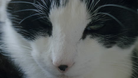 perfil de gato en primer plano