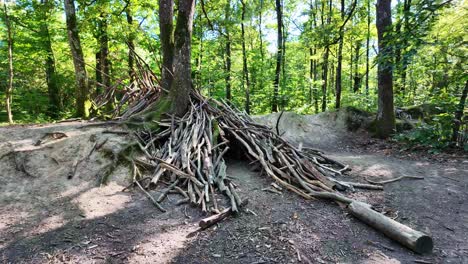 smooth approaching movement to the old roots of tree with logs in huisserie forest, mayenne, france