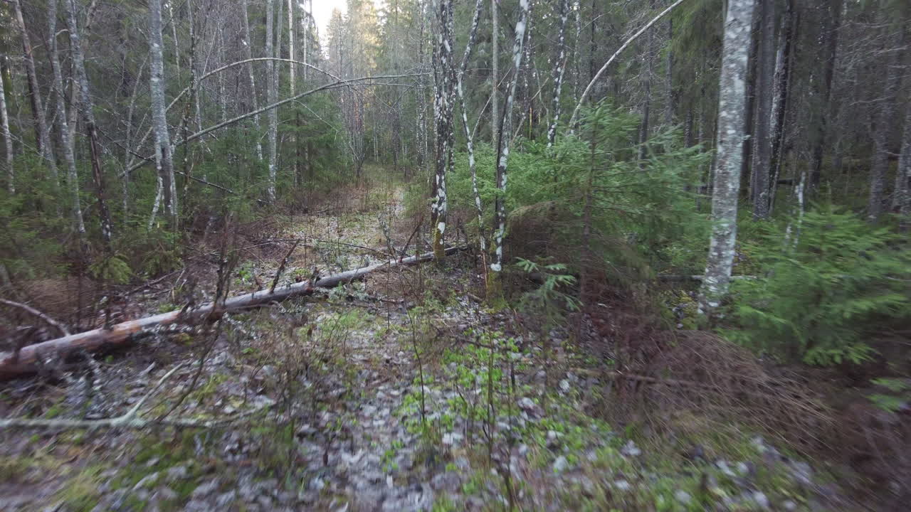 가을에 버려진 숲길을 걷다