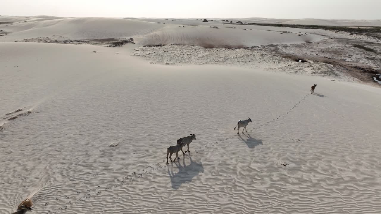 Cattle Herd Walking On Desert Landscape Of Lencois Maranhenses National Park In Maranhao, Brazil. aerial shot, ascending pullback