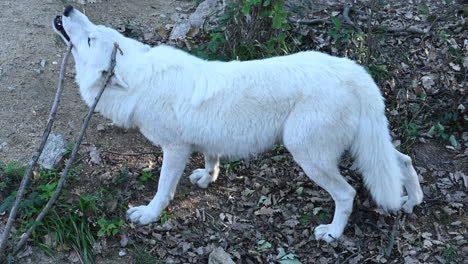 A-polar-white-wolf-bites-hard-on-a-branch-of-a-tree-in-a-French-zoo