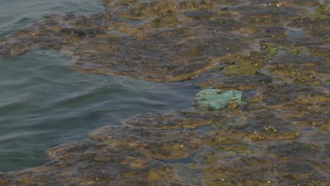 View-Of-Algae-On-Water's-Surface.-Locked-Off