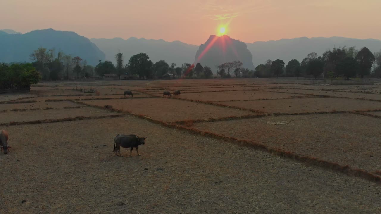 I bufali di Thakhek al pascolo al tramonto. Laos, Khammouane