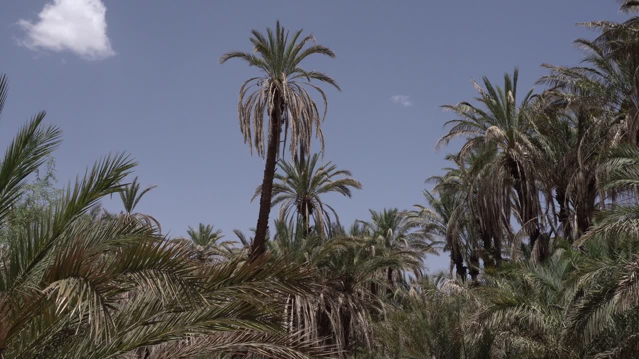 A row of palm trees creates a blend of freshness from an oasis in the desert. The most remarkable thing is the beauty of the sky with a small cloud on the left side of the scene