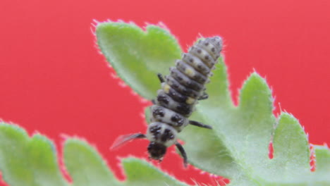 two-spot ladybird larva closeup macro in studio resting and crawling on a green leaf 07