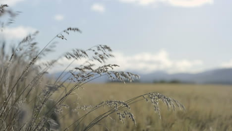 a close up of grass stems blowing in the breeze with an out of focus barley field in the background