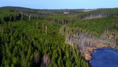 Drone-shot-panning-over-the-forest-in-central-Sweden