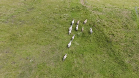 cattle herd walking in formation on a farm