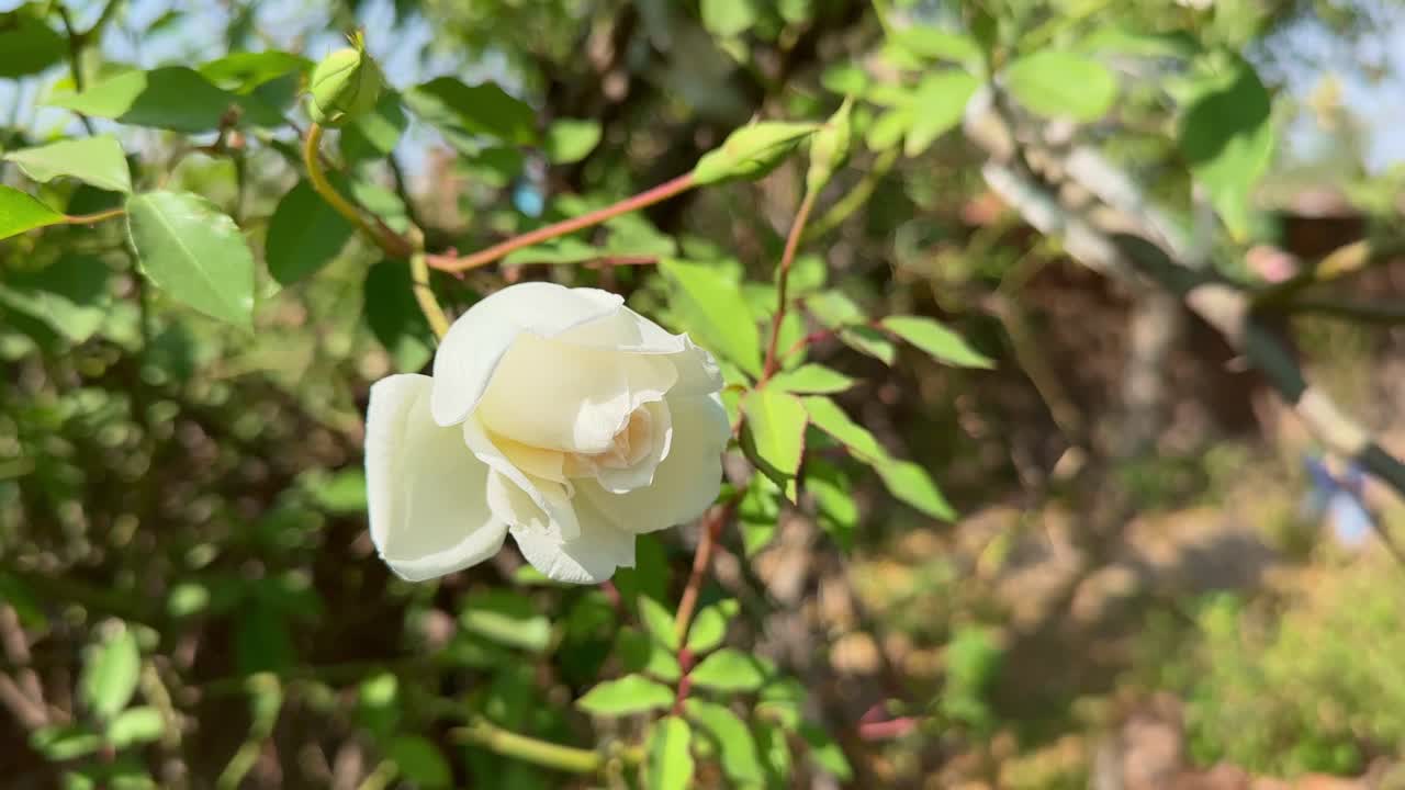 closeup of a bud of white rose