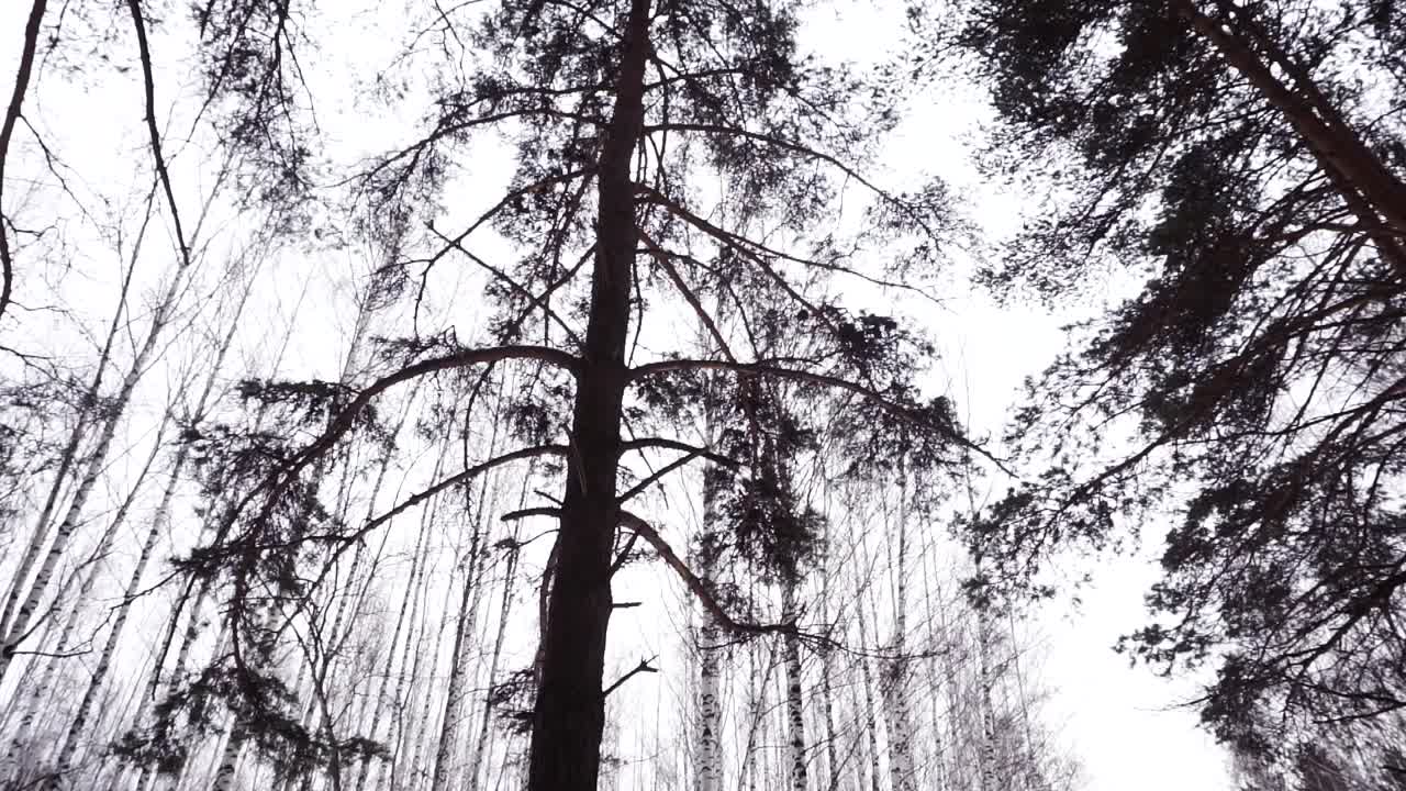 겨울의 숲 가노피