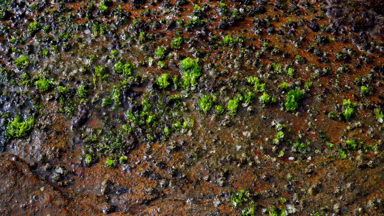 Close up of a rocky shore covered in green moss and transparent foamy sea waves washing over them