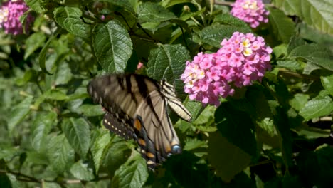 a yellow butterfly clings to pink flowers on a summer day