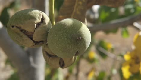 Green-Walnut-Branch