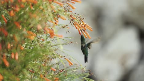el colibrí zafiro de mentón azul está bebiendo néctar de las flores de la fuente iluminadas por el sol naciente - una toma en cámara lenta