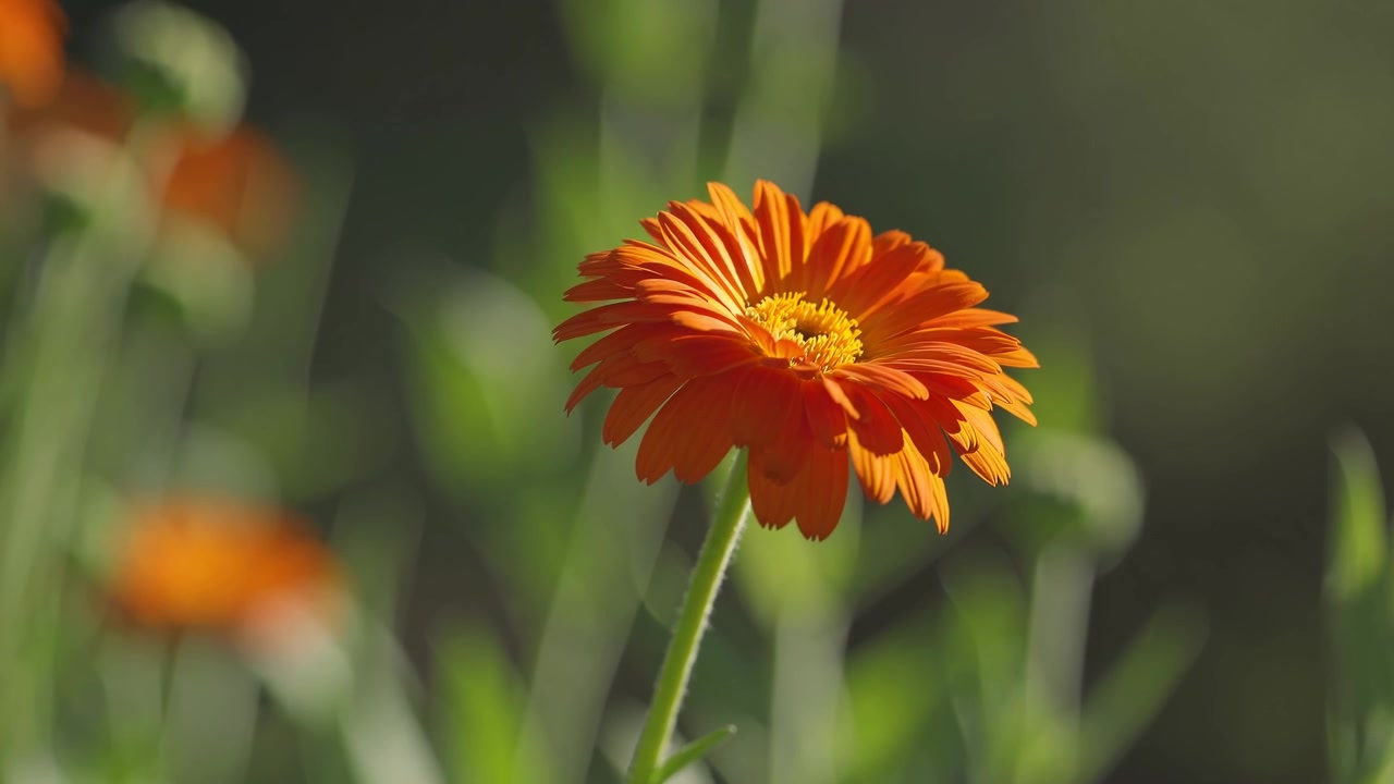 Calendula arancione vivace in fiore in un giardino soleggiato