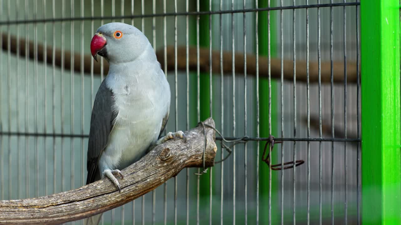 Blue Indian ringneck parrot perched on branch in cage