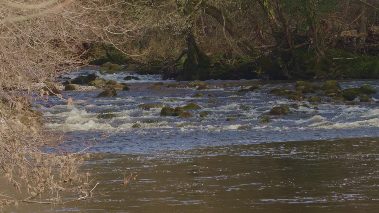 Fiume Wharfe a Bolton Abbey, Yorkshire Dales, Regno Unito che scorre calmo verso la telecamera su rocce coperte di muschio, inquadratura media. 25fps, 4k, canonc70
