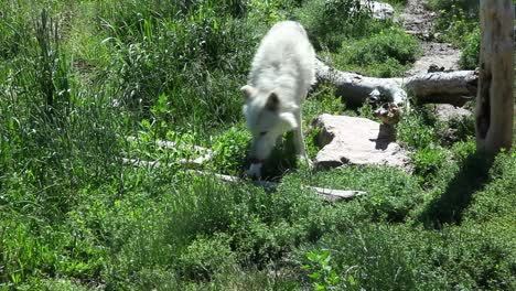 un lobo solitario caminando y deambulando por la naturaleza disfrutando del bosque