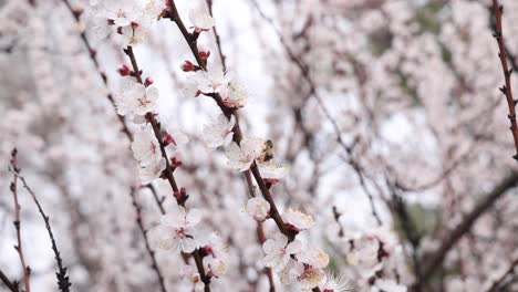 close-up of a bee gathering pollen from vibrant white spring flowers.